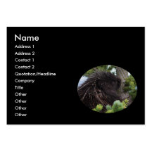 profile or business card, porcupine