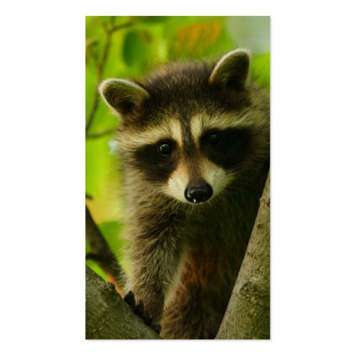 profile or business card, raccoon (back side)