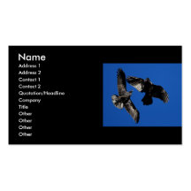 profile or business card, ravens