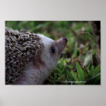 Profile poster