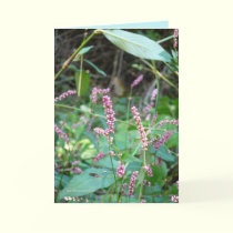 Profusion of Pinks cards by MoiraAshleigh Profusion of Pinks cards