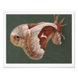 Promerthera Moth Art Photo