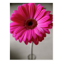 Promise Gerbera Postcard