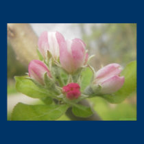 Promise of Apples posters