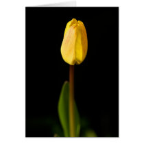 Promise of spring cards