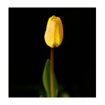 Promise of spring t-shirts