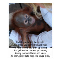 Promise to Wildlife Orphans print