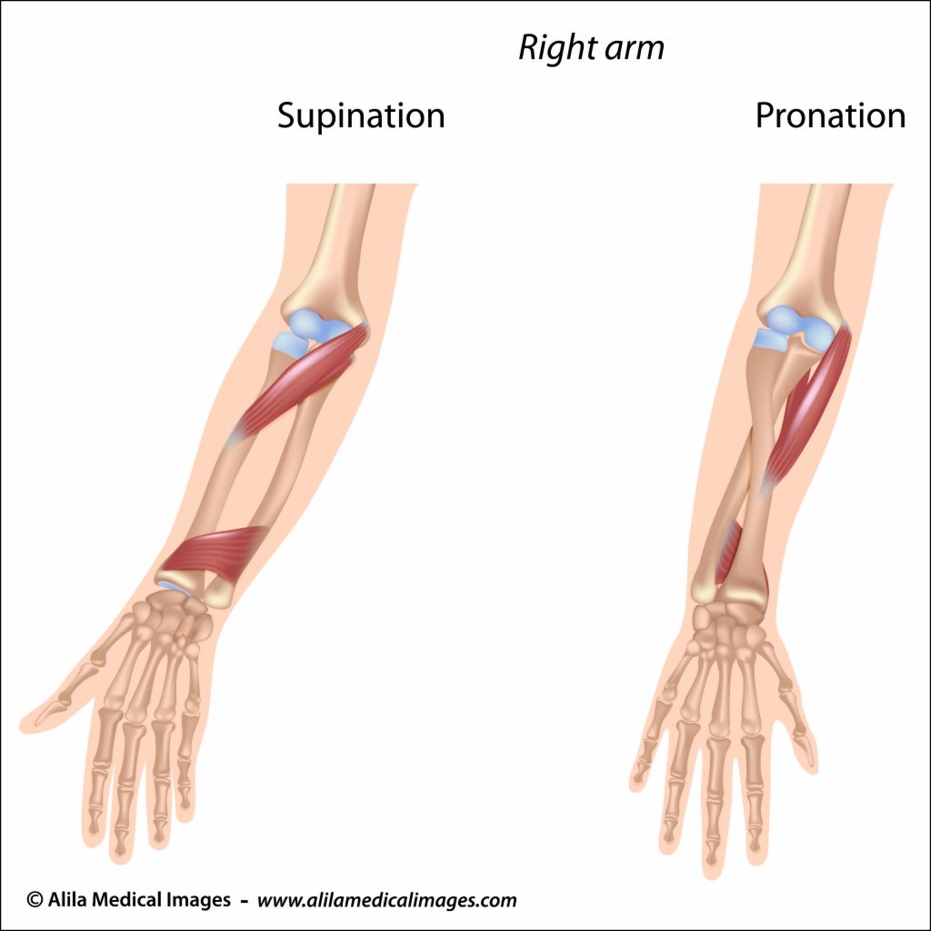 Supination and Pronation: What It Means for the Foot and Arm