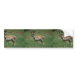 Pronghorn Antelope Bumper Stickers