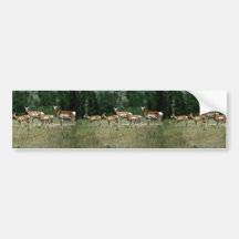 Pronghorn Antelope Bumper Sticker