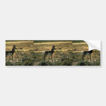 Pronghorn Antelope Bumper Sticker