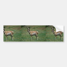 Pronghorn Antelope Bumper Stickers