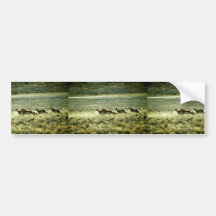 Pronghorn Antelope Bumper Stickers