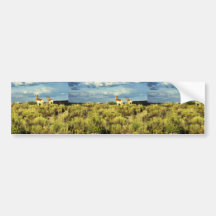 Pronghorn Antelope Bumper Stickers