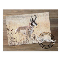 Pronghorn Antelope Photo on Wood - Wyoming WY USA postcards