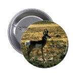 Pronghorn Antelope Pins