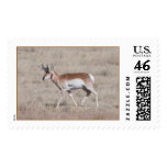 Pronghorn Antelope