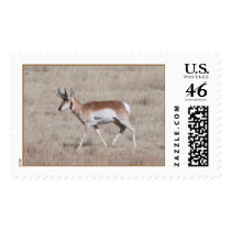 Pronghorn Antelope postage by JaguarPhotos Pronghorn Antelope postage
