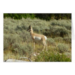 Pronghorn at Grand Teton National Park Card