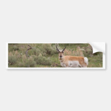 Pronghorn Bumper Sticker