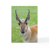 Pronghorn Face Note Card