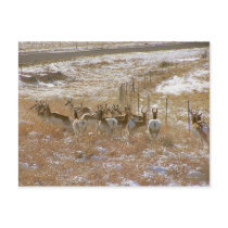 Pronghorn Mob postcards