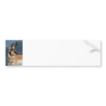 Pronghorn Portrait Bumper Stickers