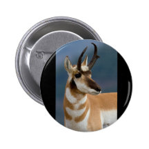 Pronghorn Portrait Buttons