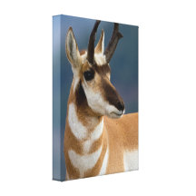 Pronghorn Portrait Canvas Print
