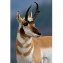 Pronghorn Portrait Cut Out