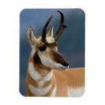 Pronghorn Portrait Magnet