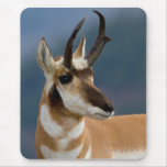 Pronghorn Portrait Mousepad