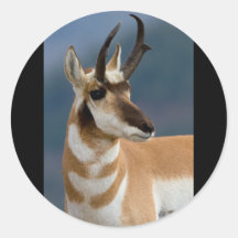Pronghorn Portrait Round Stickers