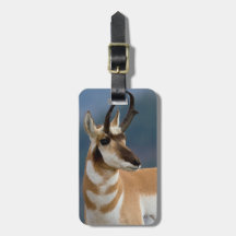 Pronghorn Portrait Travel Bag Tag