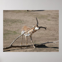 Pronghorn rubbing antlers print