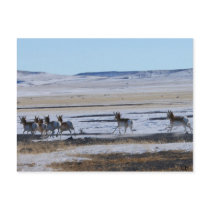 Pronghorn Run, JLH Postcard