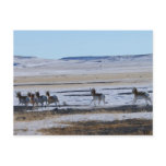 Pronghorn Run, JLH Postcard