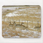 Pronghorns Probing Fence