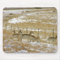 Pronghorns Probing Fence mousepads
