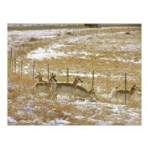 Pronghorns Probing Fence posters