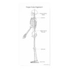 postcard - This large poster of a skeleton can be used as a visual aid for choirs to see the ideal body alignment to use when singing.