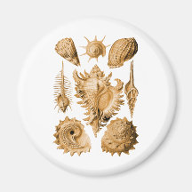 Prosobranchia Fridge Magnet