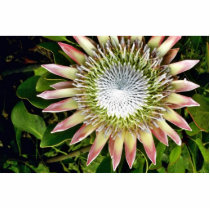 Protea Bloom - Maui Photo Sculpture