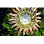 Protea Bloom - Maui Photo Sculpture