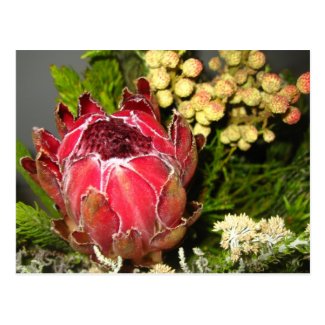 Protea Bouquet Post Cards