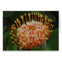 Protea cards