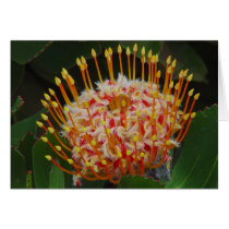 Protea cards