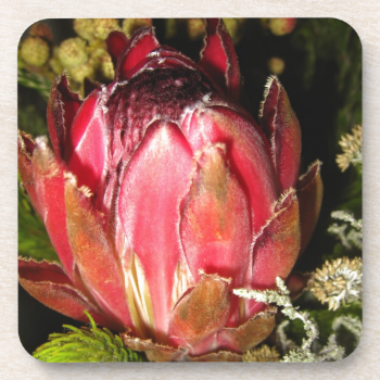 Protea Flower Drink Coasters