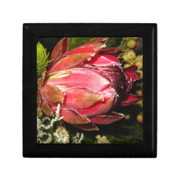 Protea Flower Gift Boxes