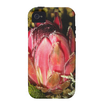 Protea Flower iPhone 4/4S Covers